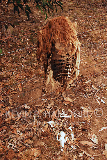 Unfortunate kangaroo entangled while attempting to jump the fence line, Snug Cove Road, Kangaroo Island, South Australia.