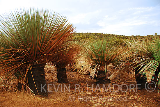 Yucca trees along the Snug Cove Road, Kangaroo Island, South Australia.