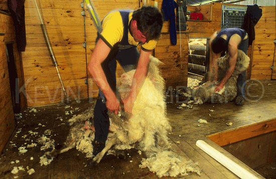 Shearing sheep, the Buttrose Property, Parndarna, Kangaroo Island, South Australia