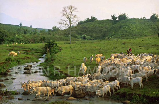 “Round up”. Del Monte Plantation, Bukidnon.Philippines