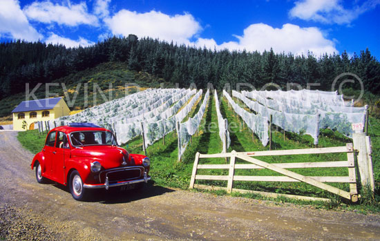 Vineyard, North Island, New Zealand. Asia Inc. Magazine