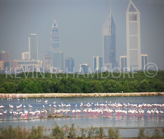 The Khor Dubai Wildlife Sanctuary with the modern Dubai skyline backdrop, United Arab Emirates